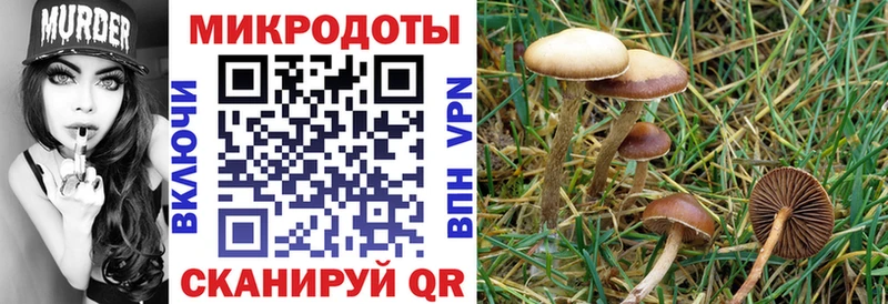 закладка  Бавлы  Псилоцибиновые грибы прущие грибы 